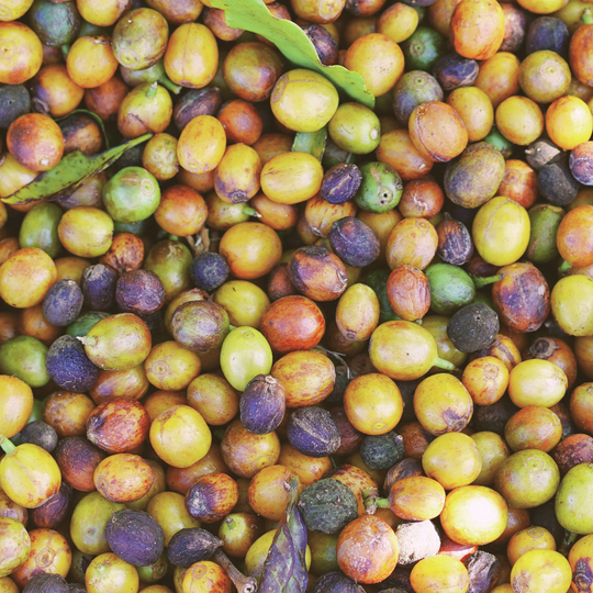 Where Good Coffee Grows Deeper Roots